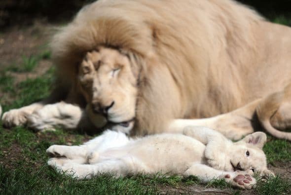 Sin duda una actividad que los deja agotados y que a nosotros nos deja con una sonrisa.