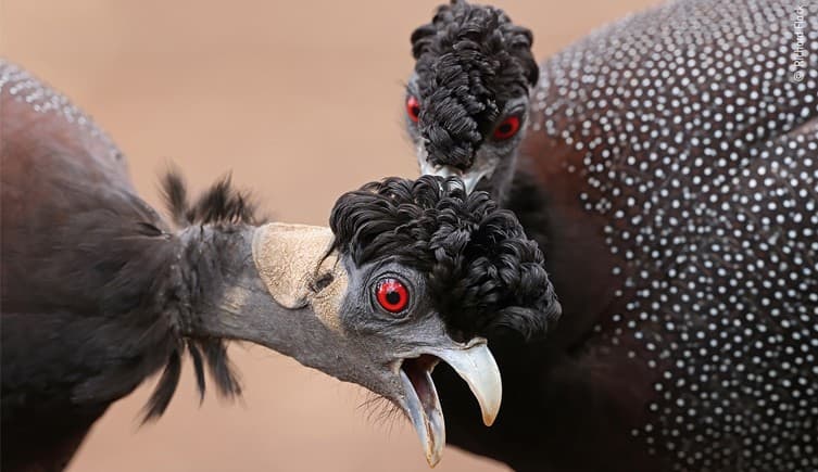 En el Parque Nacional Kruger de Sudáfrica, el fotógrafo Richard Flack descubrió una bandada de gallinas de Guinea crestadas que no eran tan volubles como de costumbre y le permitieron seguirlas mientras buscaban alimento.