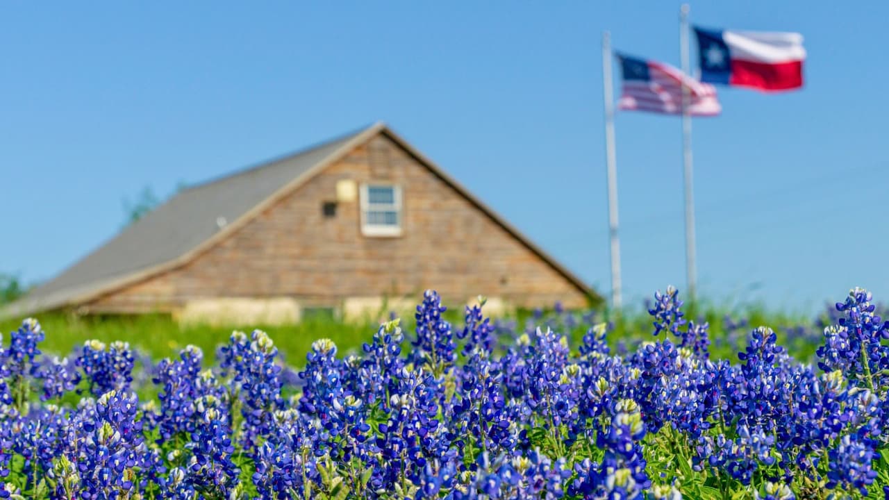 <h3 class="cms-H3-H3"></h3>
<h3 class="cms-H3-H3"><a href="https://www.fwnaturecenter.org/" target="_blank">Fort Worth Nature Center & Refuge </a></h3>
<br>📍 Ubicación: Fort Worth 
<br>Este refugio natural ofrece 
<b>una experiencia más salvaje y auténtica</b>. Además de bluebonnets, 
<b>podrás sumar ciervos, aves y otros elementos naturales en tus fotos.</b> 
<br>📸 
<b>Tip fotográfico:</b> Incorpora senderos y árboles en tu composición para un efecto más natural y cinematográfico.