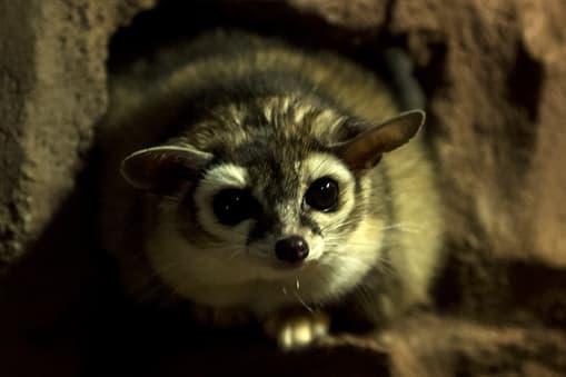 Su cola tupida es aplanada y casi tan larga como la cabeza y el cuerpo, con anillos blancos y negros alternados.