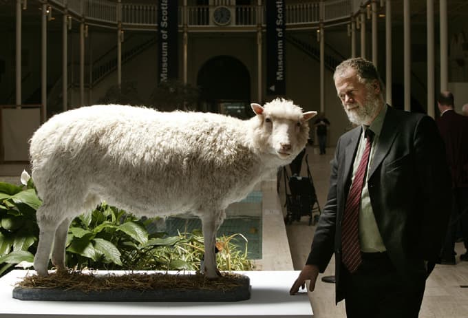 Dolly en el National Museum of Scotland, donde se exhibe desde su muerte en 2003.
