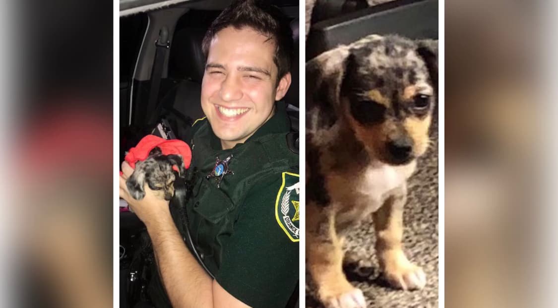 ‘Dorian’ un perrito que rescató la policía que espera ser adoptado