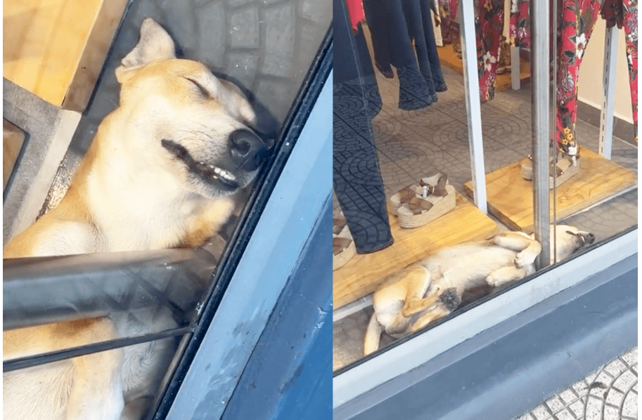 Perrito callejero duerme dentro de tienda de ropa y la razón te hará llorar: video se hace viral