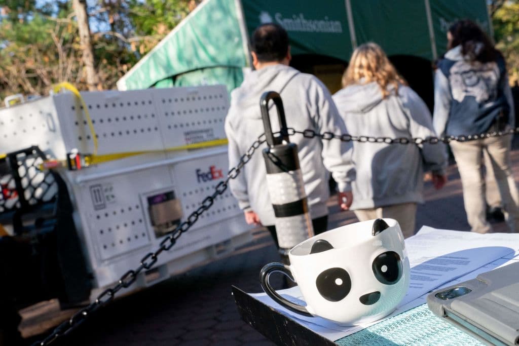 Mientras tanto, se espera que el legado de estos amados pandas inspire a las personas a participar activamente en la conservación de la vida silvestre y a valorar la importancia de proteger a las especies vulnerables como los pandas gigantes.