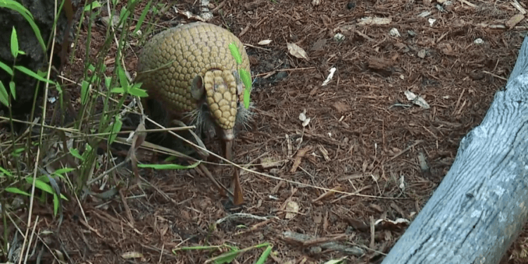 Conoce a Arlo, el nuevo embajador animal del Zoológico de Carolina del Norte