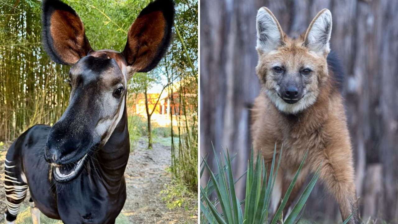 Zoológico de Dallas ofrecerá entradas a $1 por un día: cuándo y cómo conseguir boletos
