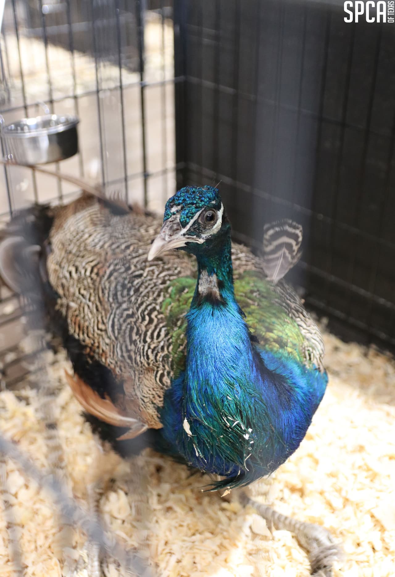 Los pájaros fueron encontrados en varios corrales y gallineros, colocados en filas estrechas y sinuosas detrás de la residencia.