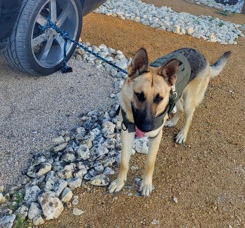 Damaris nos compartió la foto de Covid quien llegó a su vida en marzo del 2020 cuando la pandemia comenzaba.
<br>