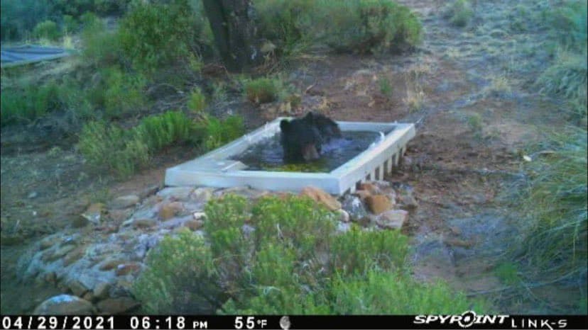 Este no es el primer oso que se ha visto en esta temporada, otro oso negro se observó por
<a href="https://twitter.com/azgfdTucson/status/1388571262989918210" target="_blank">Madera Canyon en las montañas de Santa Ritas</a>.
<br>