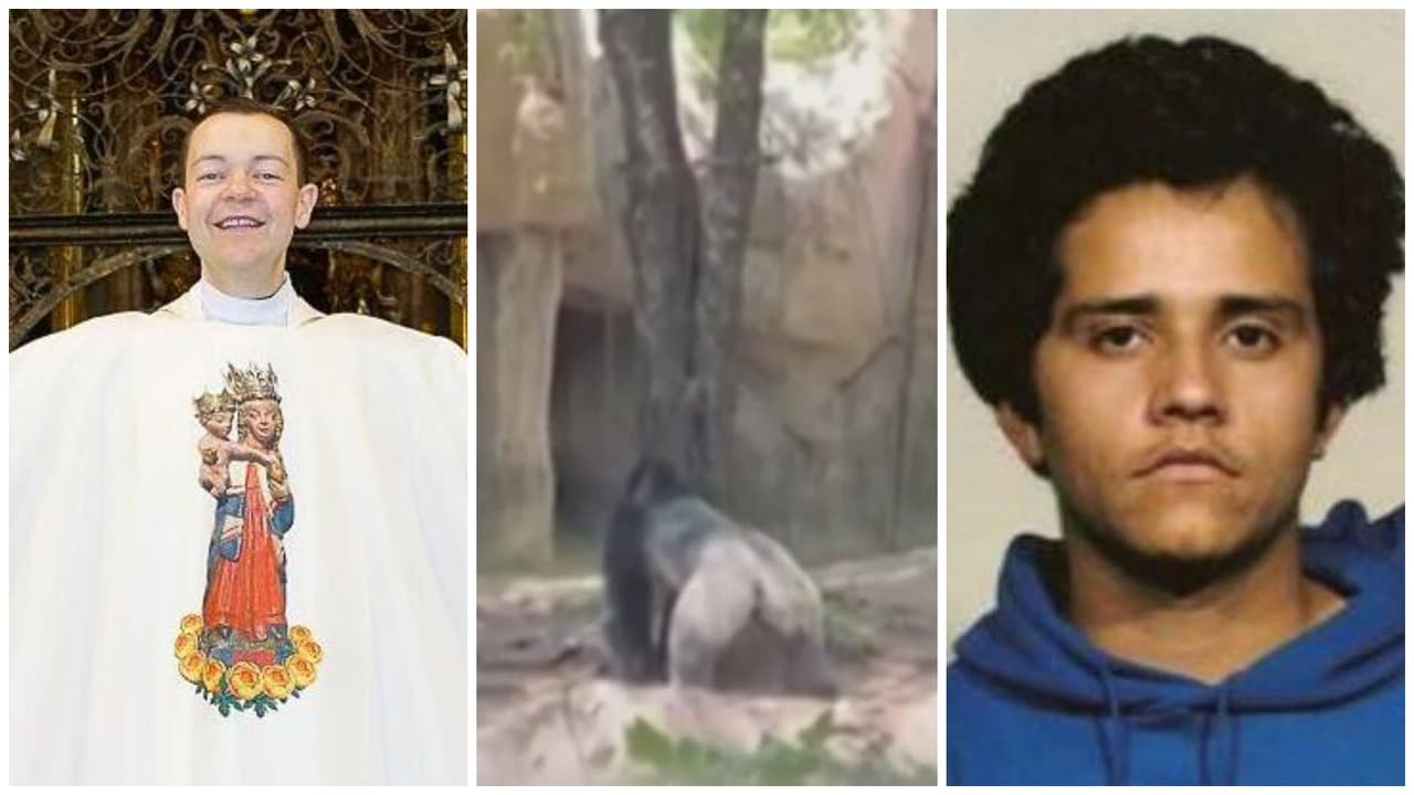 La semana en video: la expulsión de un sacerdote 'influencer' y el tremendo susto que dio un gorila en un zoológico