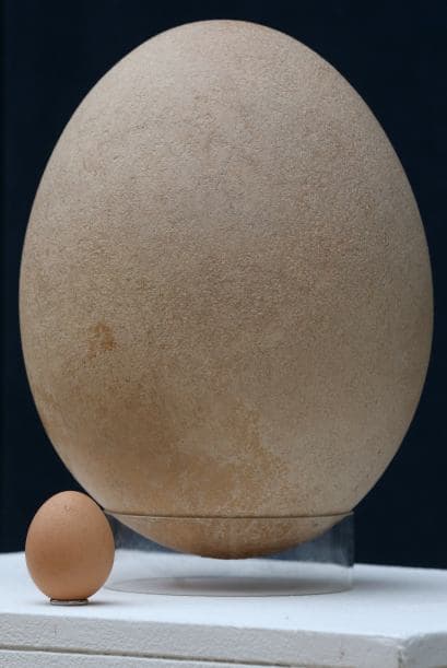 Sin duda se trata de un rarísimo huevo