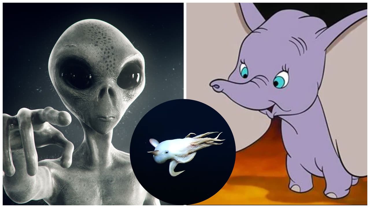 Extraña criatura marina es captada en el fondo del mar y causa furor: "Un Dumbo extraterrestre"