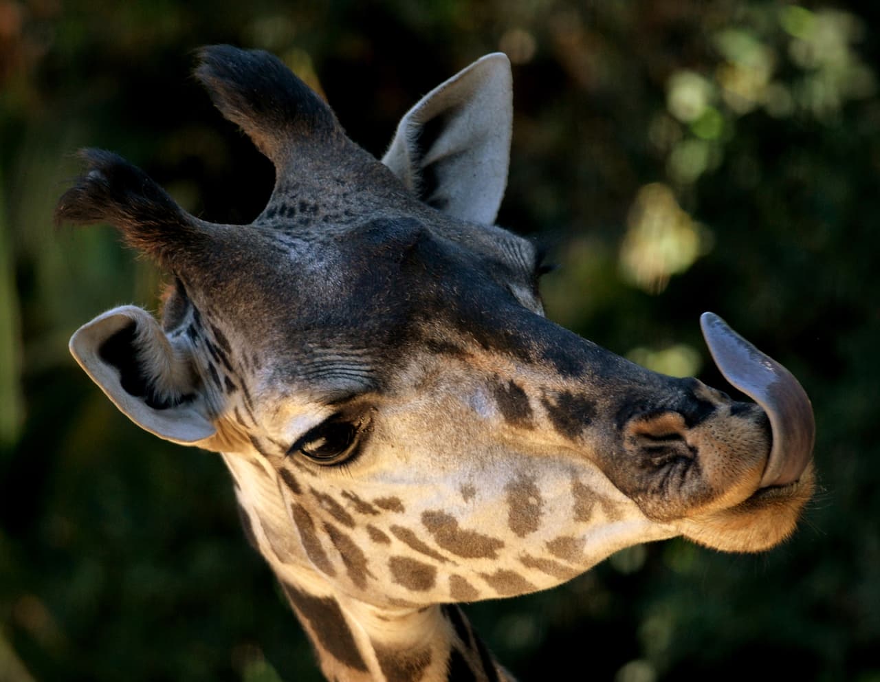 Lo más interesante es su lengua muy oscura. ¿Por qué ese color tan peculiar? ¿No es realmente extraño? Pues la respuesta es no. La utilizan constantemente fuera de la boca y necesita preservarla del sol. Comen cerca de 12 horas al día. ¿Imaginan 12 horas con la lengua fuera de la boca, al sol de la sabana? Para esto sus tejidos tienen un alto contenido de melanina que actúa como protector solar.