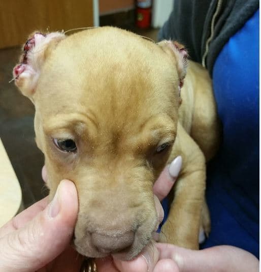 King, el cachorro pit bull terrier mutilado por Seipe.