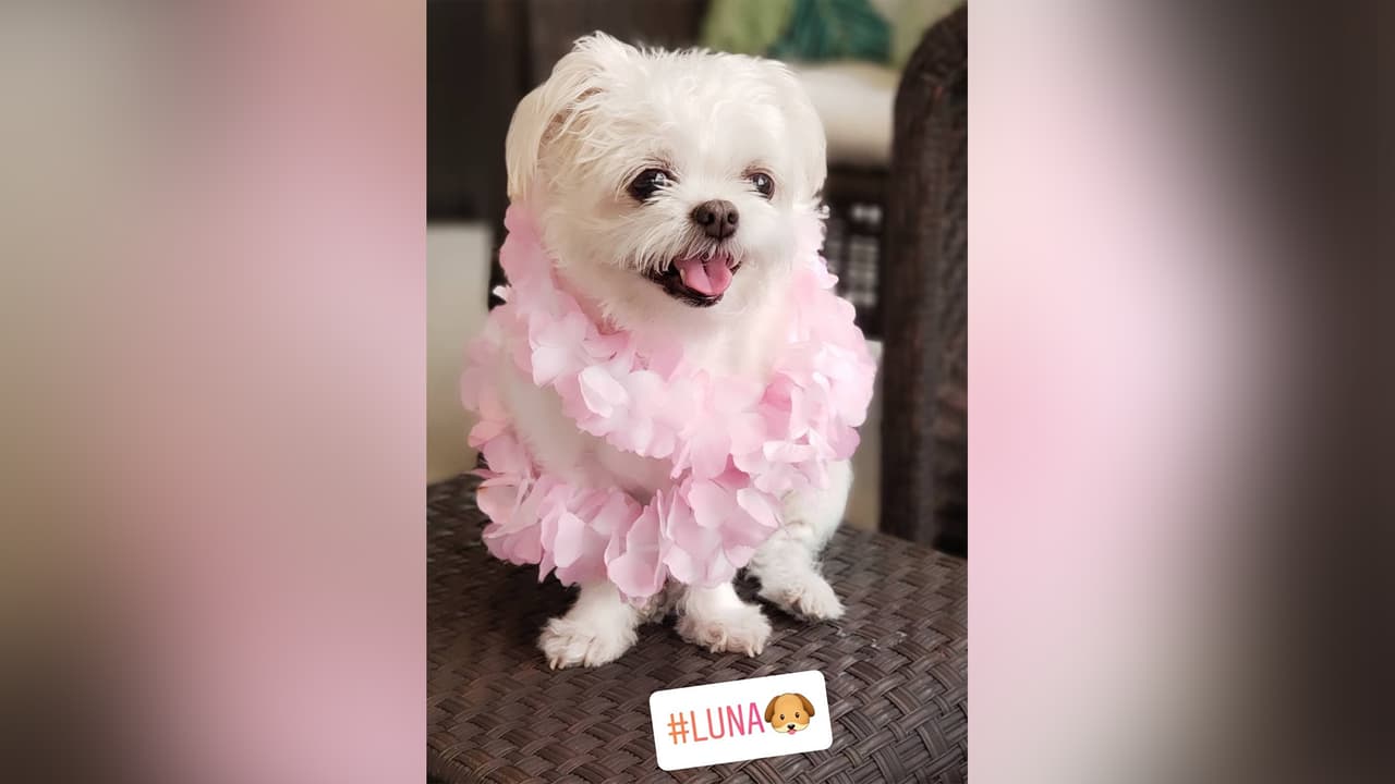 Luna, la mascota de Laura Sierra