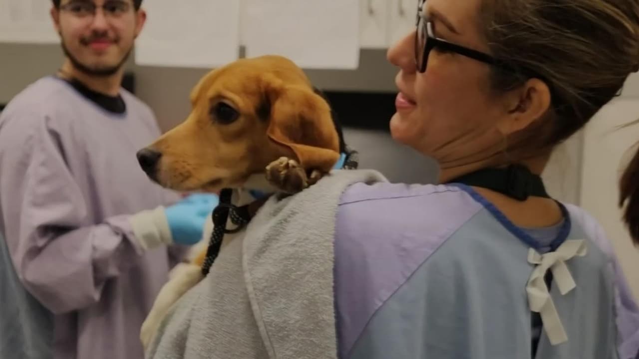 Rescatan 25 beagles de granja en Wisconsin y los trasladan a refugio en Chicago