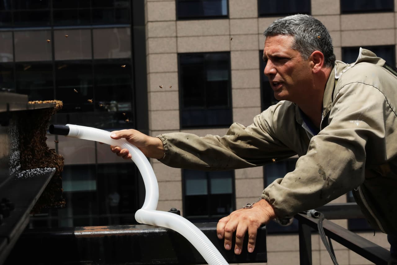 El trabajo también fue lento, por lo que Cote y Baek se rotaron para sostener la boquilla que literalmente se tragaba a las abejas. (Lucas Jackson/Reuters)