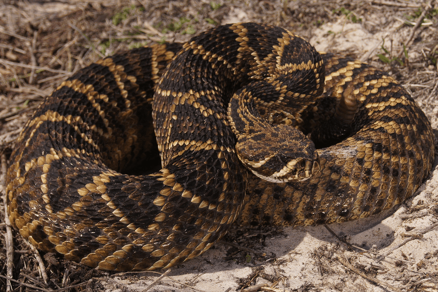 <b>Eastern Diamondback Rattlesnake</b>. La serpiente de cascabel de espalda de diamante del este es la especie de serpiente de cascabel más grande del mundo y posiblemente la serpiente nativa más peligrosa de los Estados Unidos. Tienen cuerpo muy pesado con una serie de diamantes oscuros delineados en negro a lo largo de sus lomos grises o amarillentos. Los diamantes de la cola tienden a formar bandas oscuras. Las Diamondbacks tienen dos líneas claras a lo largo de los lados de la cabeza.