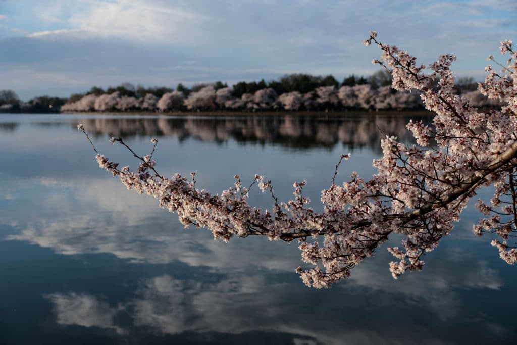 También hay un pequeño número de cerezos Akebono, una mutación del cerezo Yoshino con flores individuales de color rosa pálido.