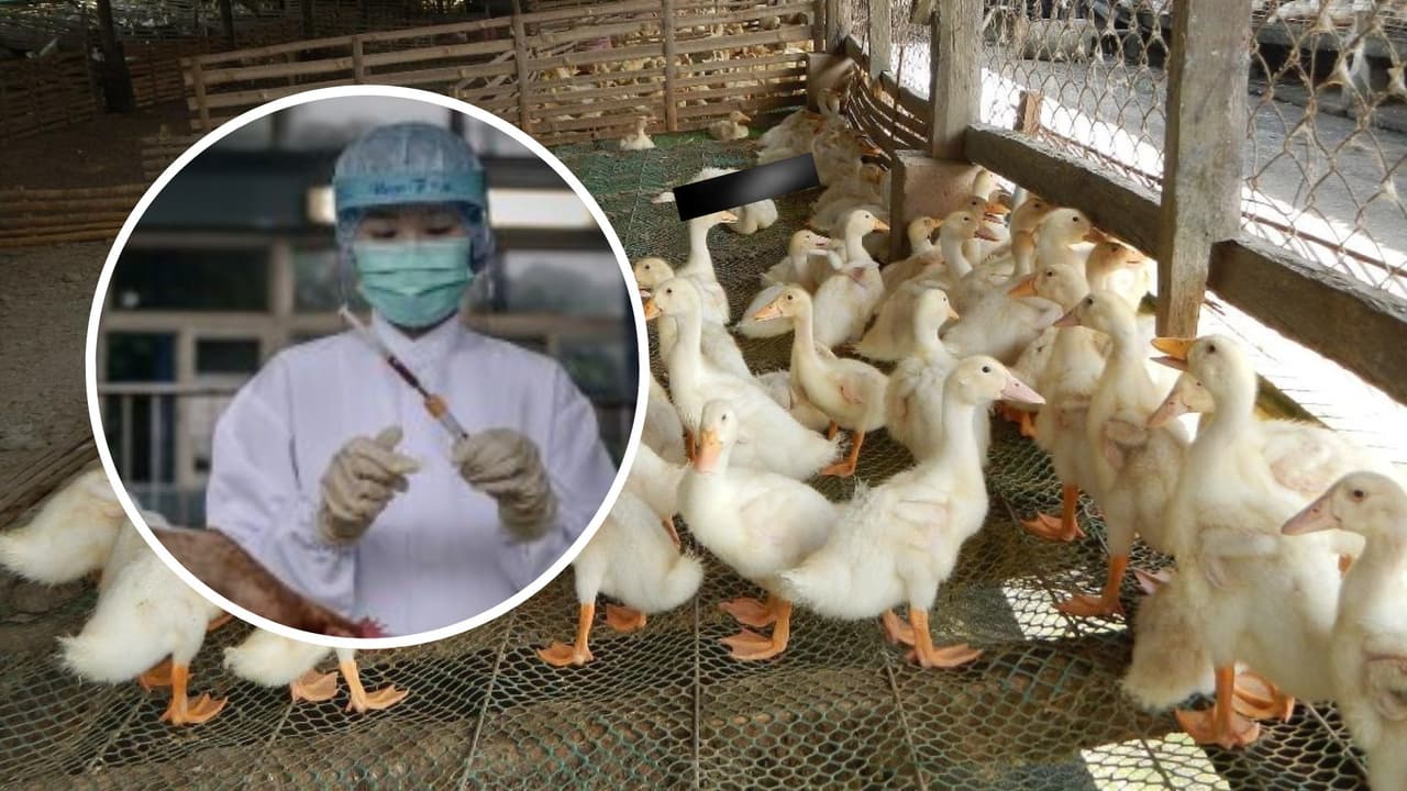 Detectan brote de gripe aviar en granja de patos en Georgia; 30 mil aves serán sacrificadas