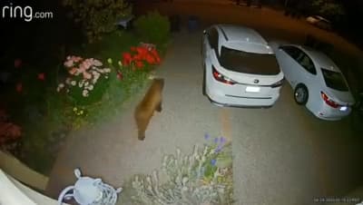 Encuentran muerto al oso que fue reportado deambulando en Davis