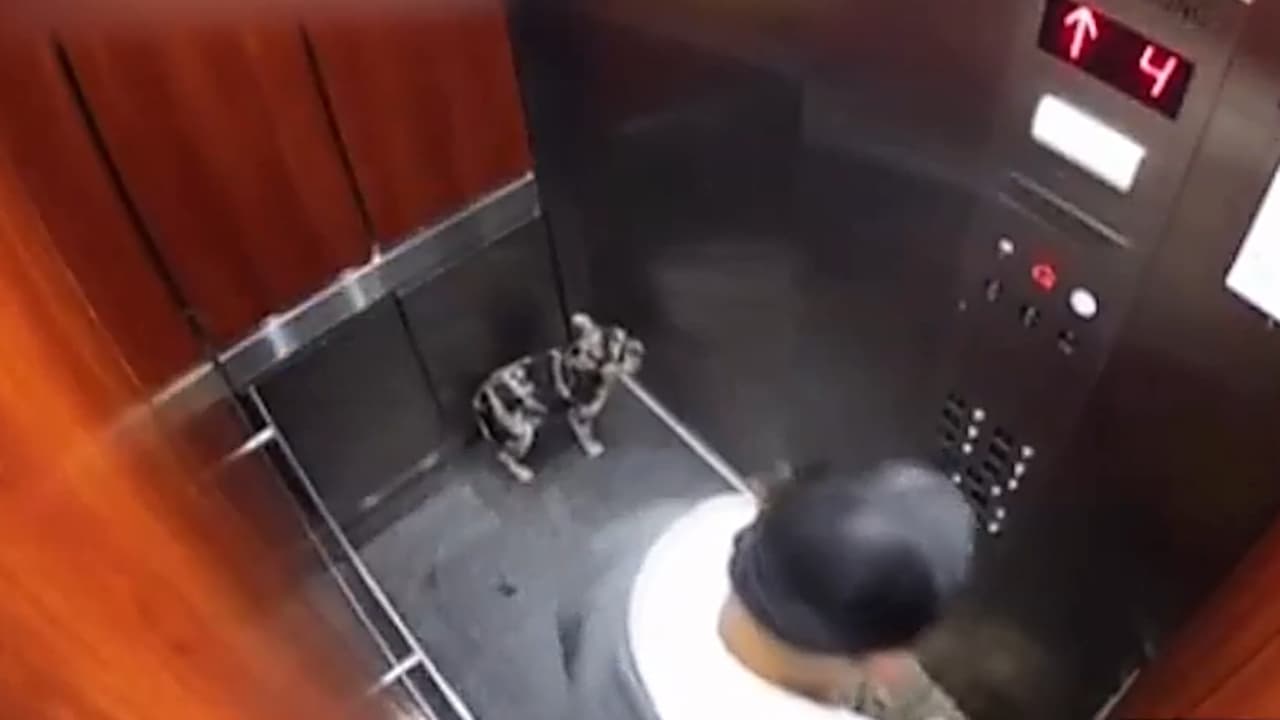 Arrestan a hombre en El Bronx por golpear y patear a dos perritos en un ascensor