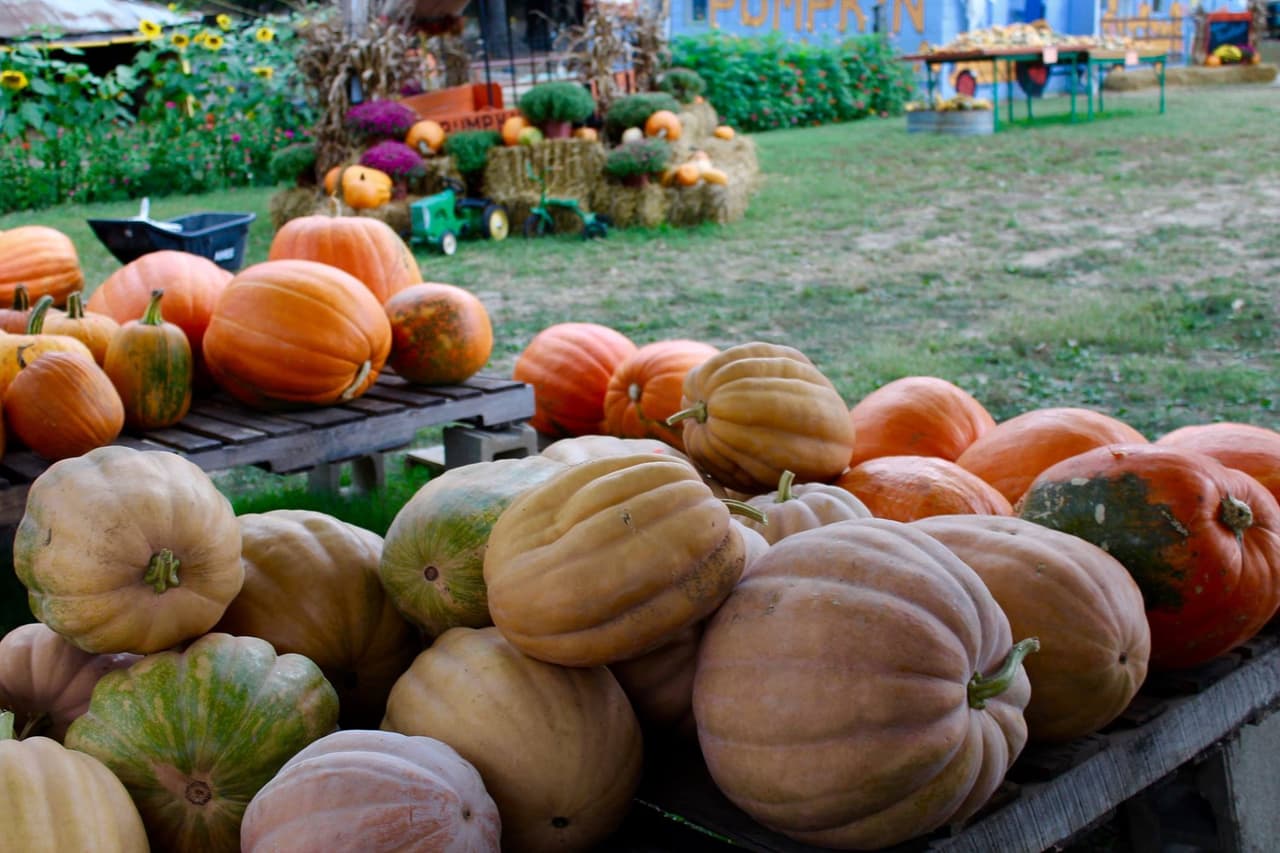 <b><a href="https://www.bishopspumpkinfarm.com/" target="_blank">Bishop's Pumpkin Farm</a></b>. 
<br>1415 Pumpkin Lane, Wheatland CA 95692
<br>Los visitantes pueden subirse a una tirolina y un tren, navegar por un laberinto y otras actividdades. La entrada al huerto es gratis, pero las actividades tienen diferentes precios. El horario puede variar.