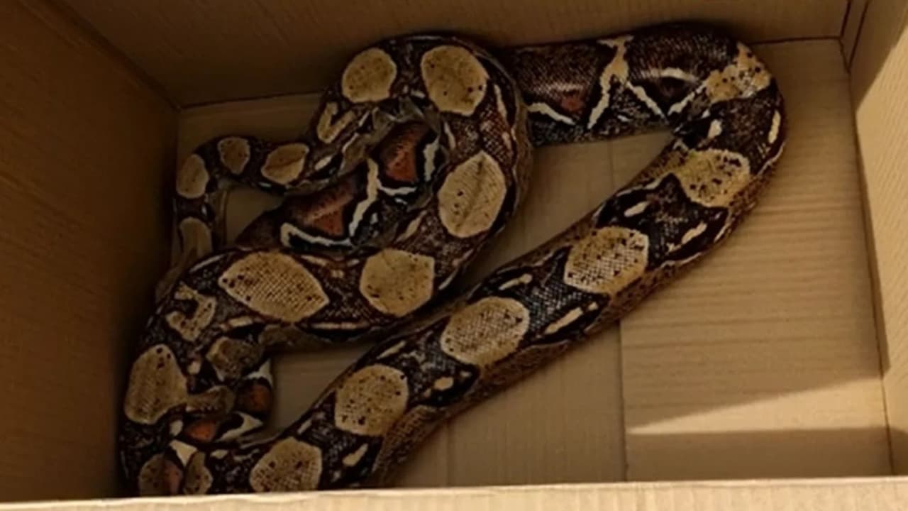 Unas serpientes son abandonadas y las encuentran afuera de un Walmart en Texas