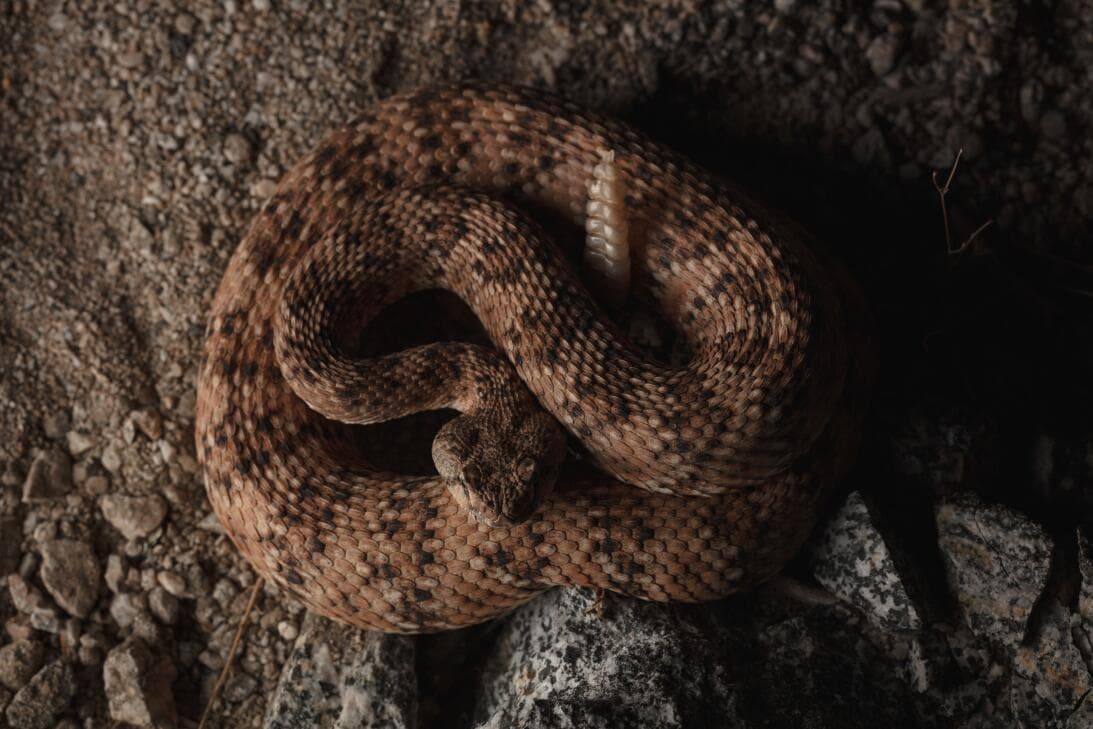 <b>Southwestern Speckled Rattlesnake</b>
<br>Las serpientes de cascabel moteadas son en su mayoría nocturnas y se encuentran en laderas rocosas o cañones. Se alimentan principalmente de aves pequeñas, reptiles y mamíferos.