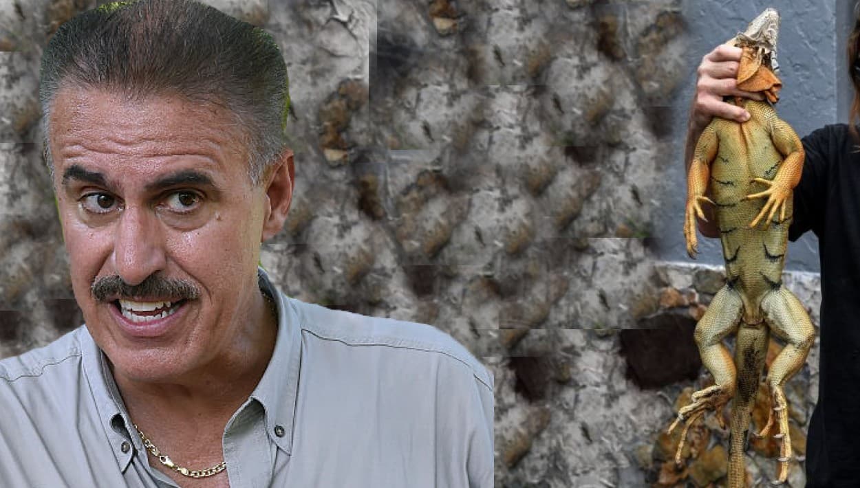 Si ves caer iguanas como si estuvieran muertas, aléjate: una vez les pase el frío podrían morderte