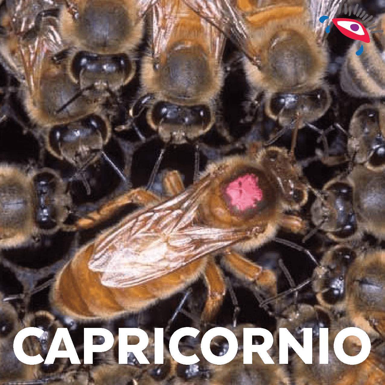 Tu espíritu de lider te seguirá en todas tus vidas, en la siguiente serás la abeja reina.