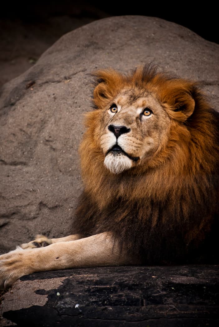 Jonathan fue traído al zoológico de Houston en 2006 y vivió la mayor parte de su vida allí. El león había sido rescatado de un dueño particular cuando tenía pocos años de edad.