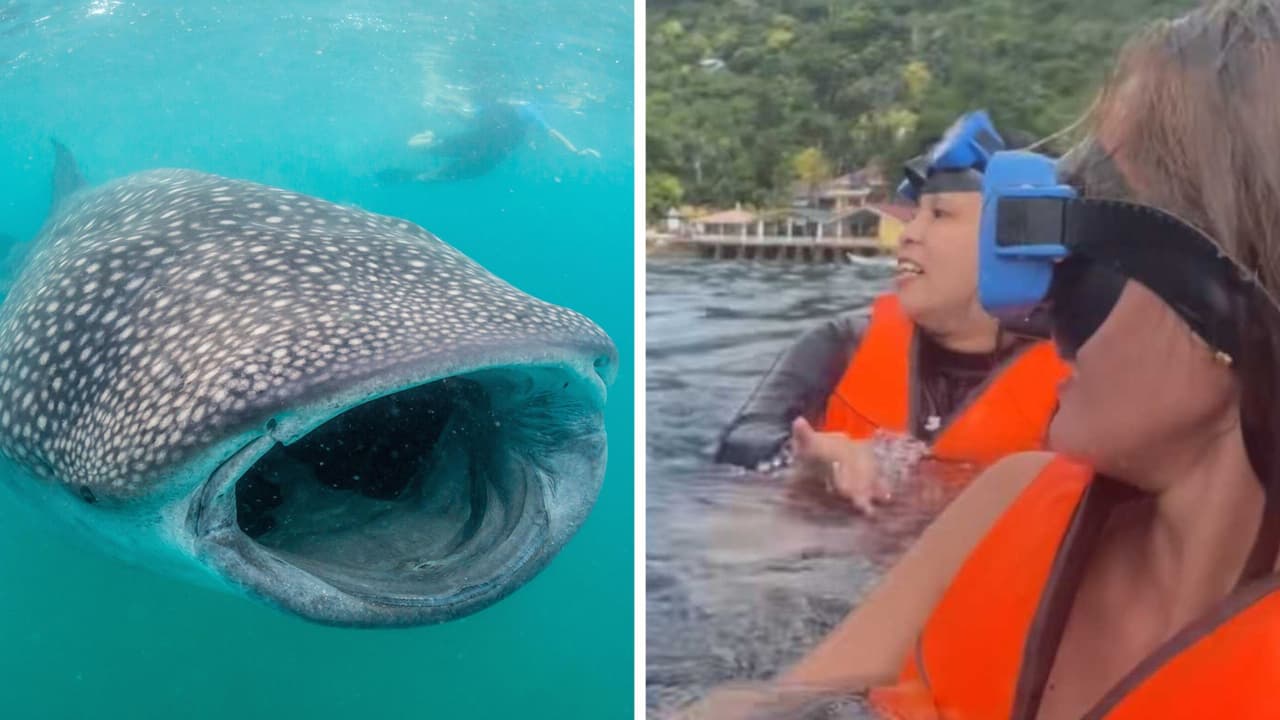 Mujeres descubren tiburón ballena nadando a metros de ellas: el video causa terror en TikTok