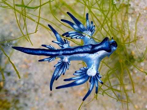 El gaucus azul, como todos los nudibranquios, es hermafrodita. Es decir, produce tanto óvulos como esperma.