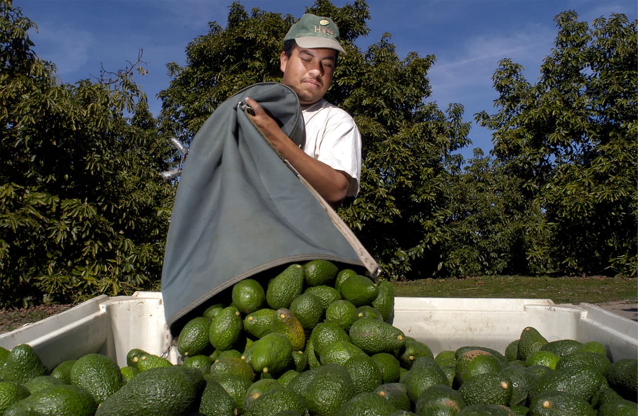 <b>Aguacates.</b> Los productos agrícolas que Estados Unidos importó desde México sumaron $26,000 millones durante 2018. El país vecino es el principal proveedor de productos del campo para EEUU, según datos de la 
<a href="https://ustr.gov/countries-regions/americas/mexico#" target="_blank">Oficina del Representante de Comercio.</a>