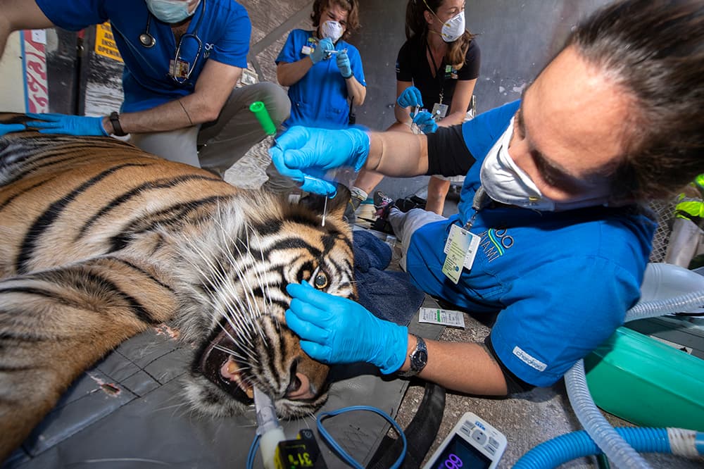 En la tarde del jueves el zoológico fue informado de que las pruebas dieron negativo al covid-19.
<br>