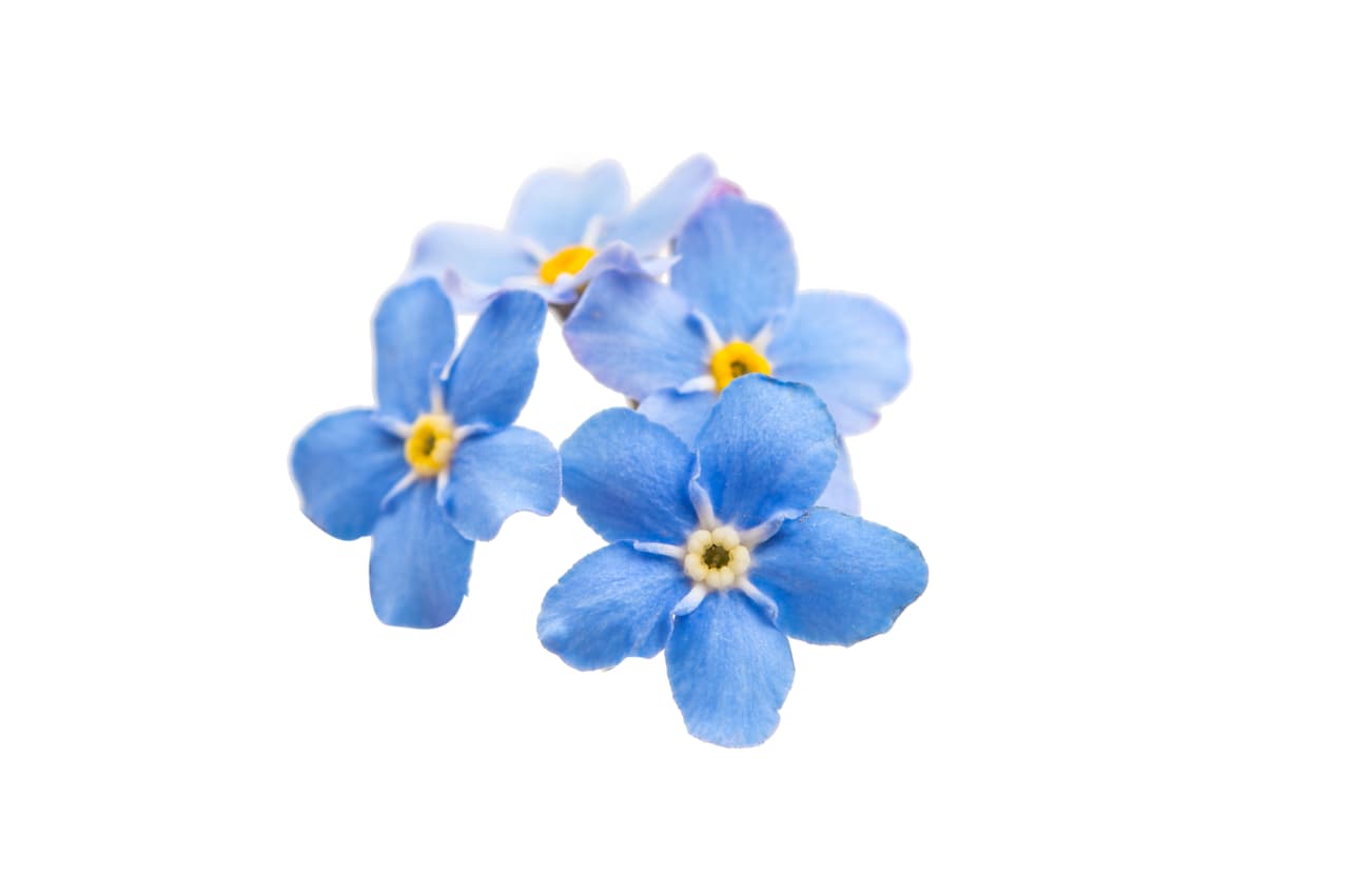 <b>Virgo</b>
<br>
<u>No me olvides, narcisos, crisantemos</u>
<br>Las flores que mejor representan al signo Virgo son los famosos 'no me olvides' que en su lenguaje poético significan el amor sincero, pero también la inquietud de no ser correspondido. Aunque es una pequeña y modesta flor con cinco pétalos con un centro que parece un pentagrama resplandeciente de colores blanco y amarillo, a veces azul claro o blanco es grande por lo que simboliza: la amistad y al amante eterno.