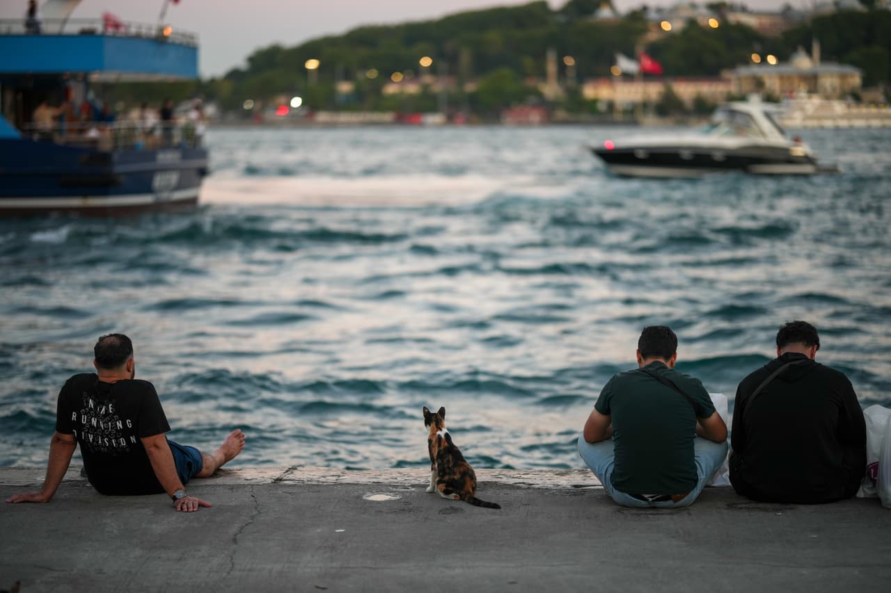 Un gato callejero se sienta junto a la gente en el paseo marítimo de Karakoy, a orillas del Bósforo, en Estambul, Turquía, el miércoles 24 de junio de 2026. (Foto AP/Emrah Gurel)