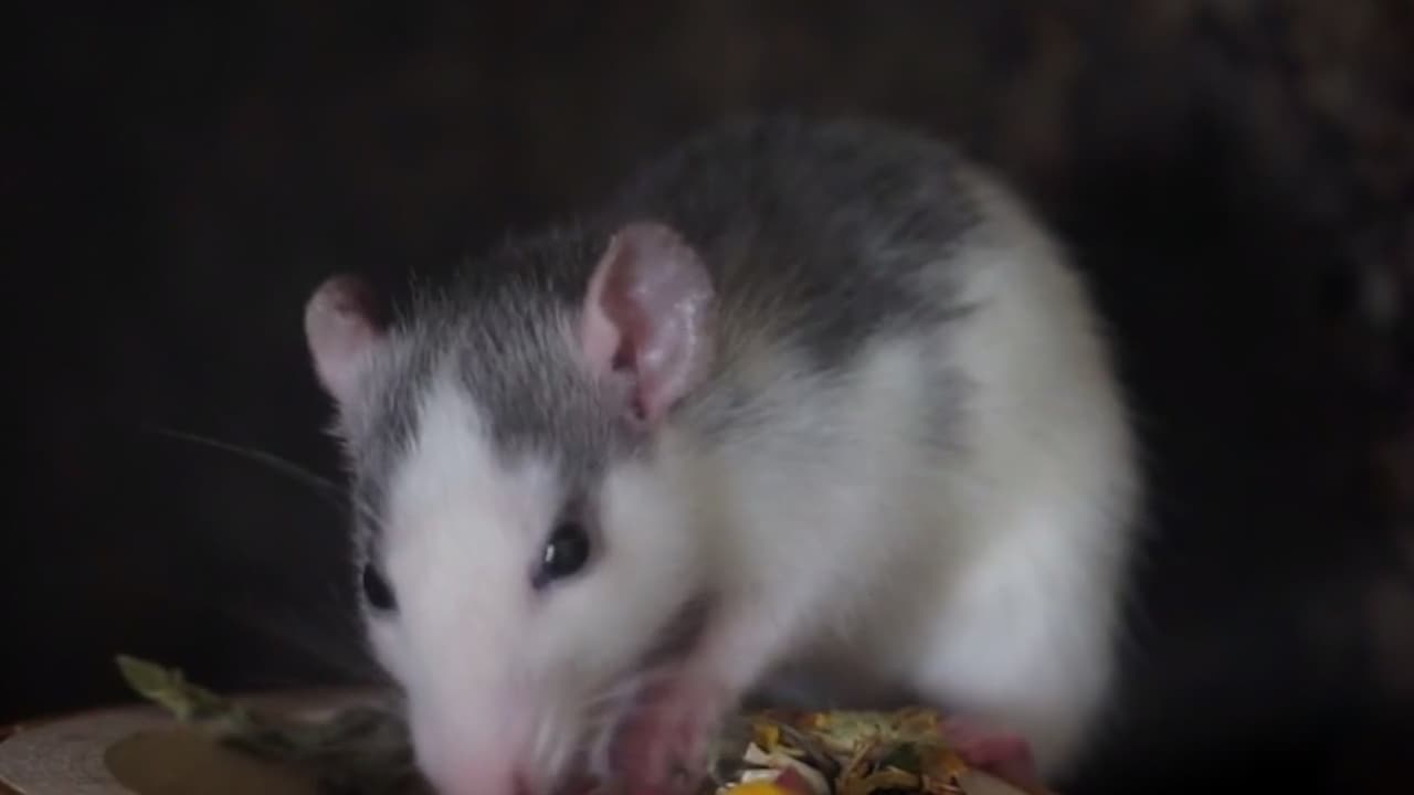 ¿Cómo denunciar una plaga o infestación en negocios? Estos son los pasos