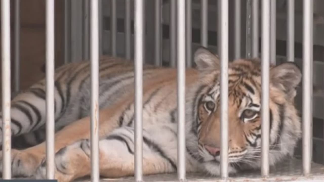 En Houston, tener un animal exótico como un tigre de bengala es ilegal.