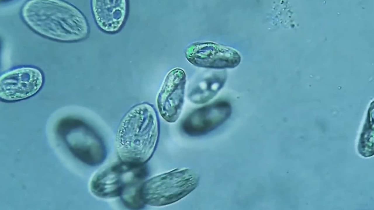 Illinois detecta posible caso de hantavirus endémico: no existe riesgo de epidemia