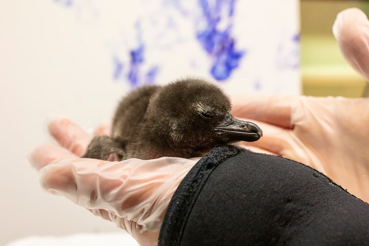 El personal de cuidado de animales controlará a las aves desde lejos, con la ayuda de cámaras y sensores instalados, interviniendo sólo para chequeos rápidos.
