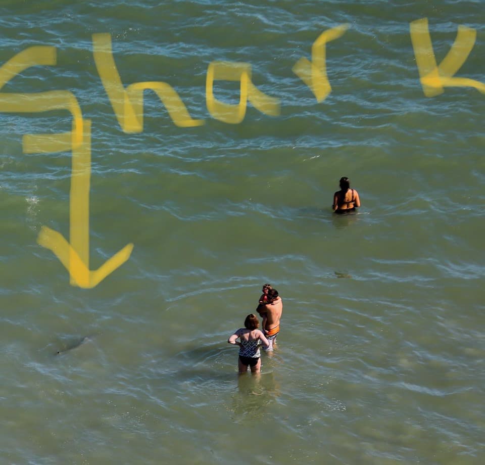 Tiburones en North Myrtle Beach