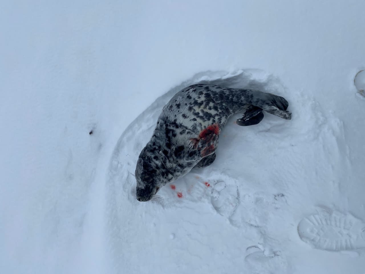 Muchas crías de foca corren el riesgo de ser abandonadas o heridas causadas por otros animales o por terrenos accidentados a lo largo de la costa.