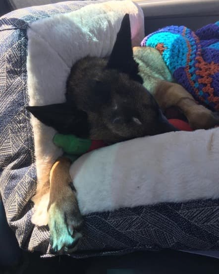 Sin embargo, el fin de semana pasado, la perrita comenzó a presentar mareos y convulsiones y tuvo que ser llevada de urgencias nuevamente al hospital veterinario.