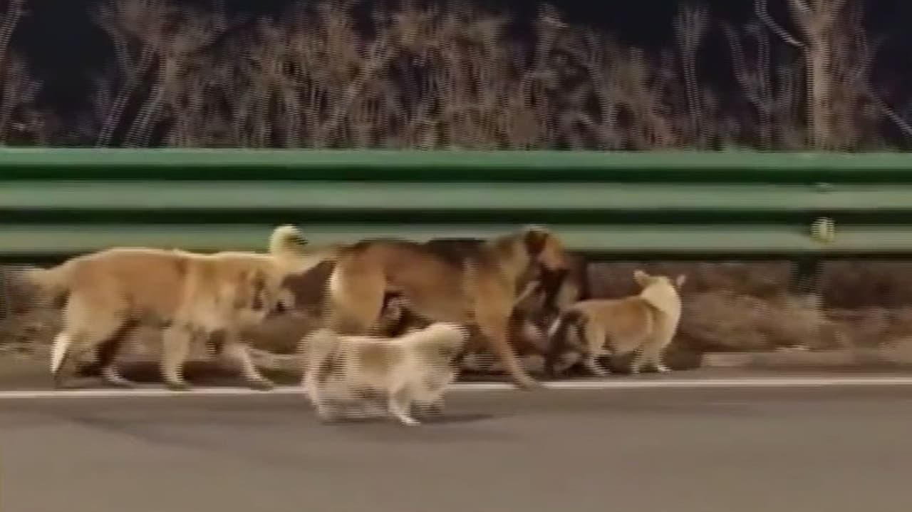 De película: Perros robados por comercio ilegal de carne logran escapar y vuelven a su hogar liderados por un Corgi