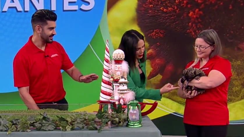 Karla quedó encantada con la visita de dos animalitos fascinantes a Despierta América