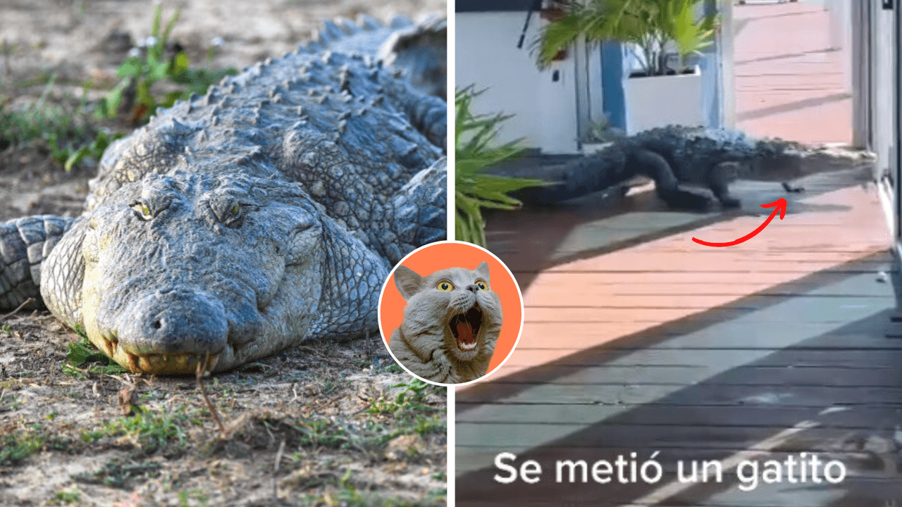 Captan el momento en que un cocodrilo se mete a su casa y el impactante video se hace viral