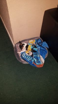 Solovina llegó como su nombre por cuenta propia a la casa de la familia Carranza y ahora es un miembro más de la familia.
<br>