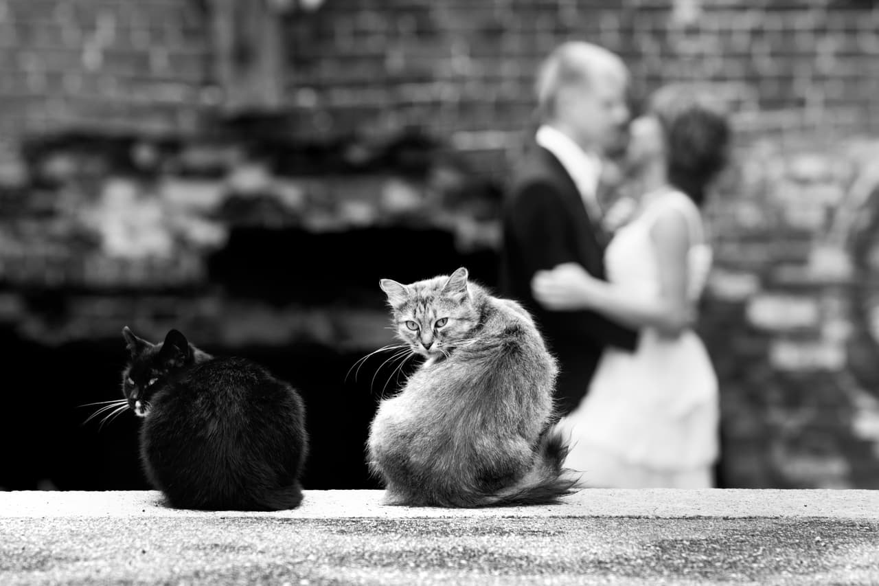 Mantén los ojos abiertos ante las reacciones de tu minino con los invitados a tu casa, pues ellos reaccionan ante las vibraciones de las personas.